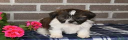 Shih Tzu dogs for sale: Kyle - Ad 4
