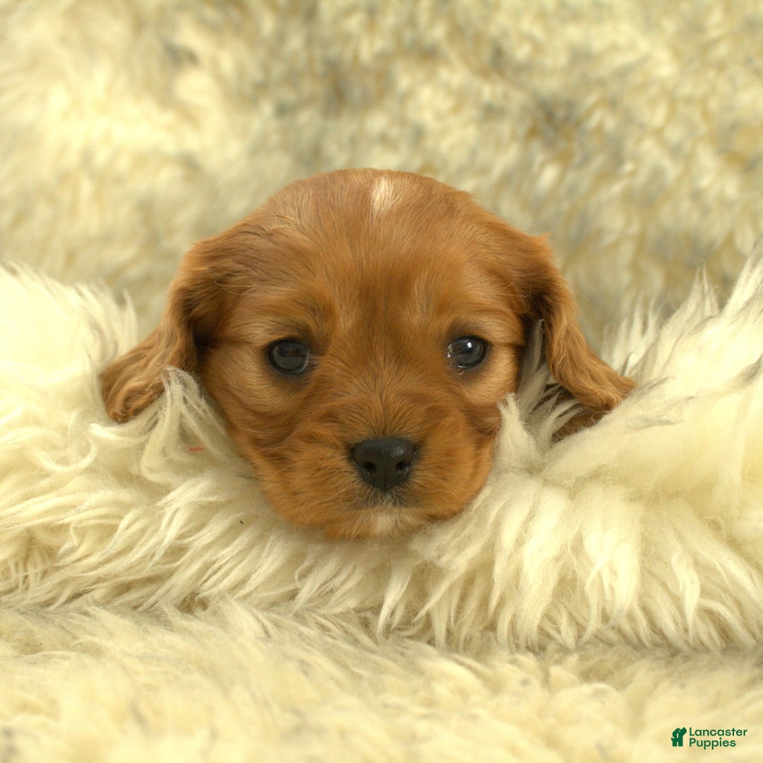 Cavalier King Charles Spaniel dogs for sale: Prissy - Ad 4