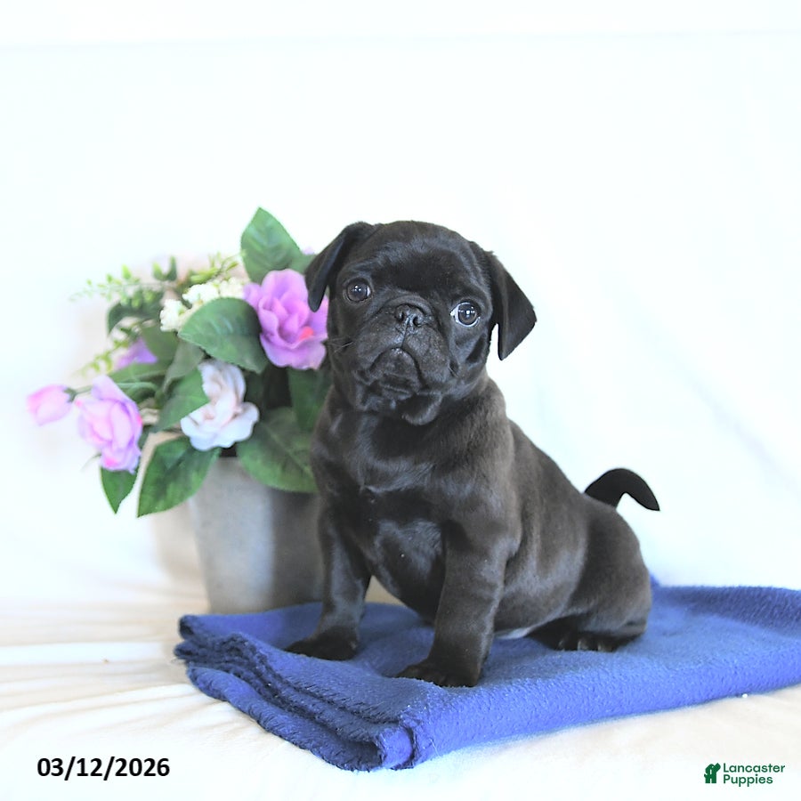 Mixed Breed dogs Bowser - Ad 1