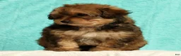 Pomapoo dogs for sale: Penny - Ad 3