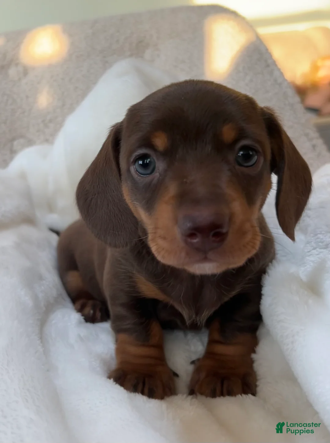 Miniature Dachshund dogs for sale: Oscar - Ad 2