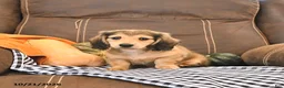 Miniature Dachshund dogs for sale: Milo - Ad 4