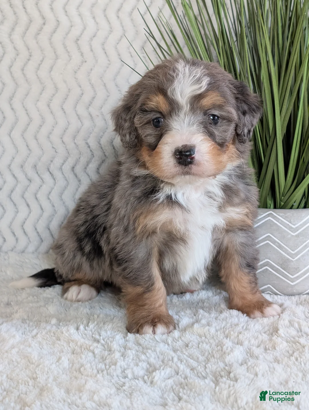 Mini Bernedoodle dogs for sale: Mini River  - Ad 9