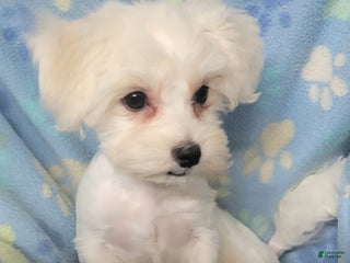 Mixed Breed dogs - Ad 41