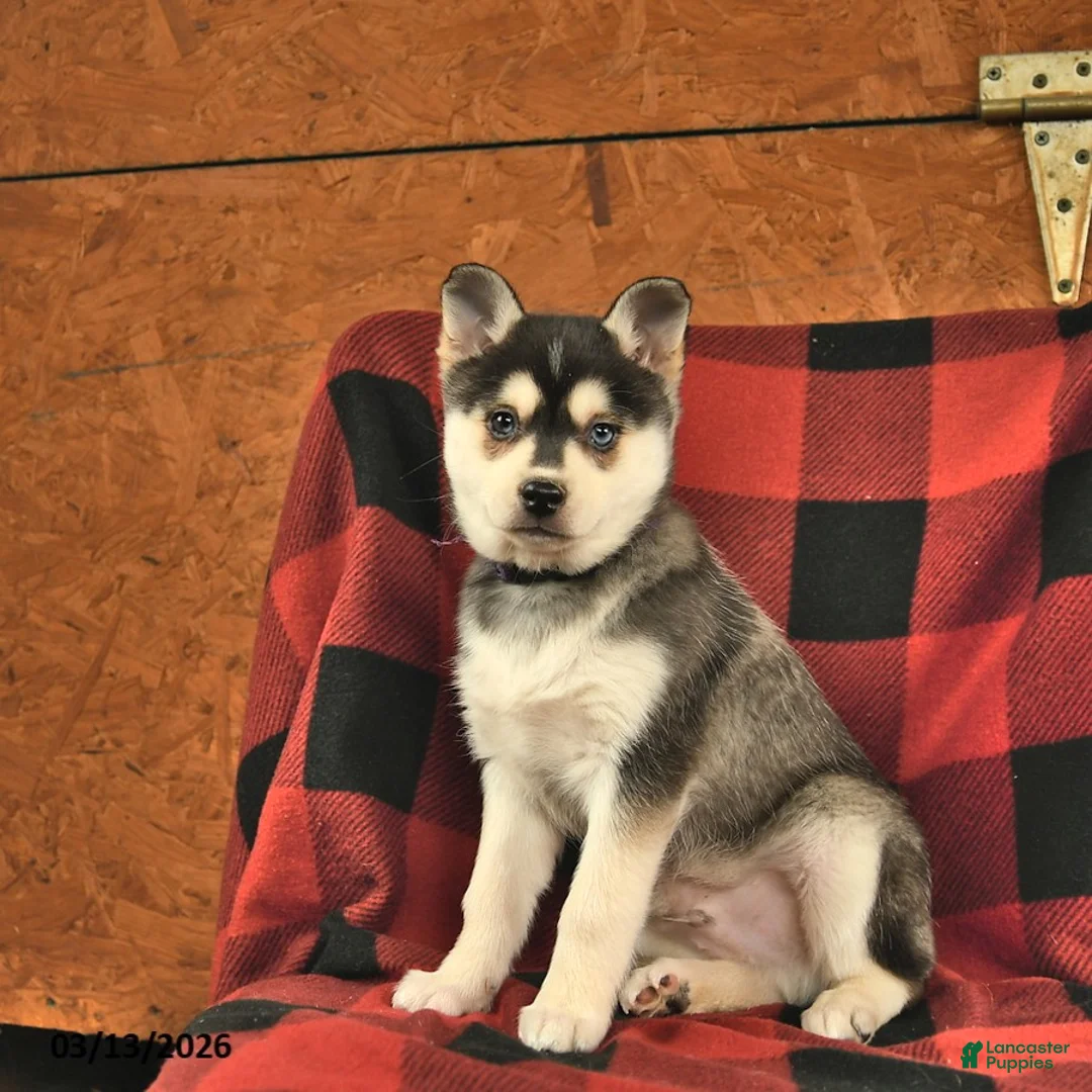 Alaskan Klee Kai dogs for sale: Yukon  - Ad 1