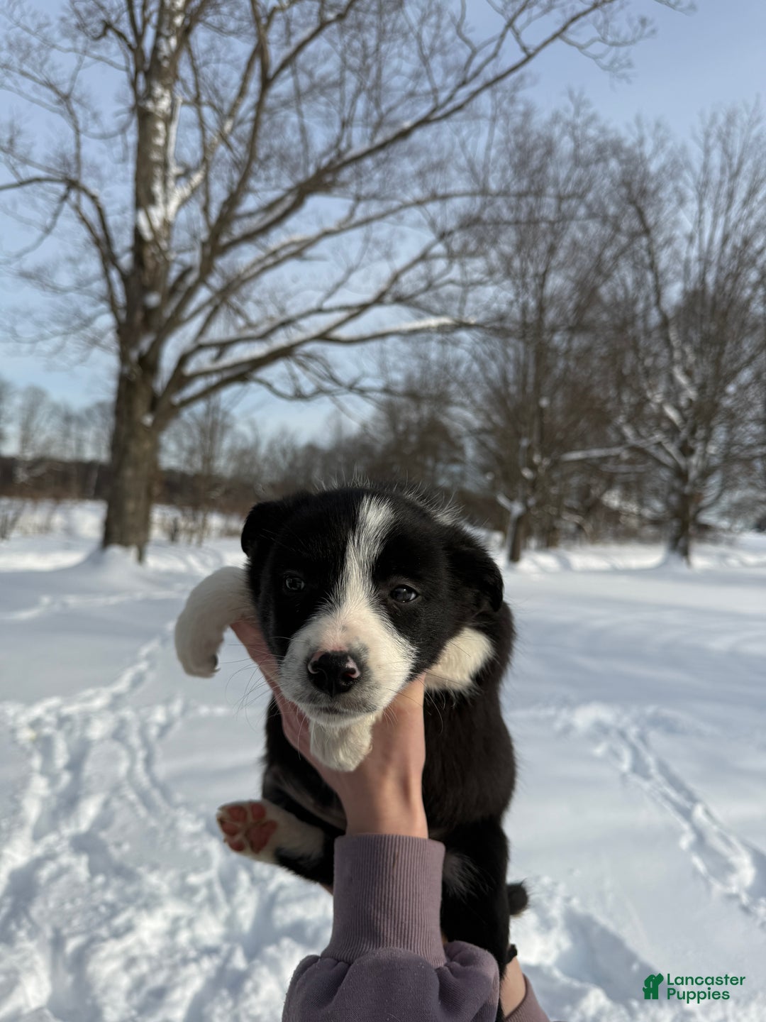 Border Collie dogs for sale: Female 3  - Ad 3