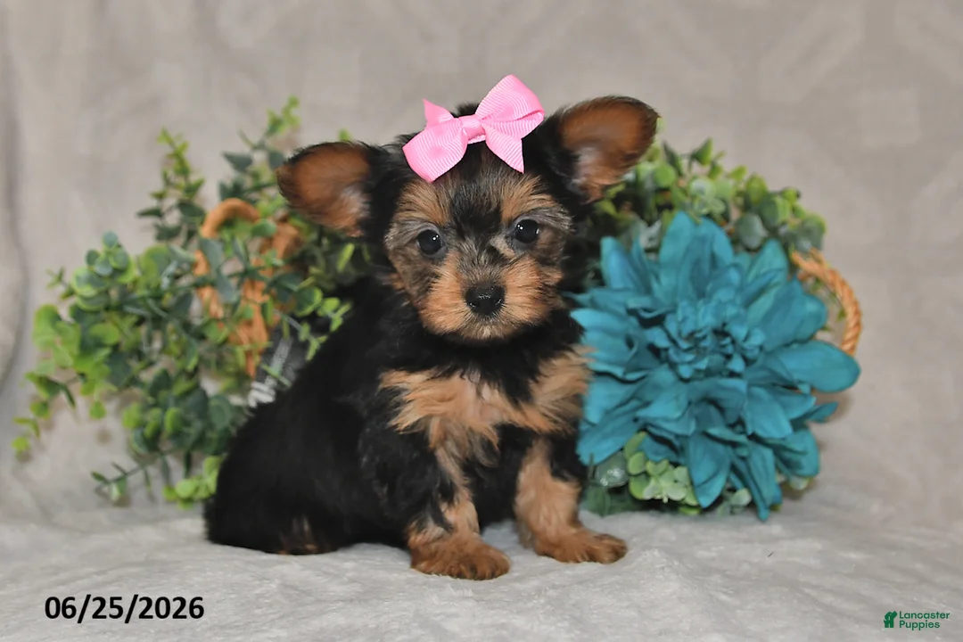 Yorkshire Terrier dogs for sale: Brielle - Ad 1