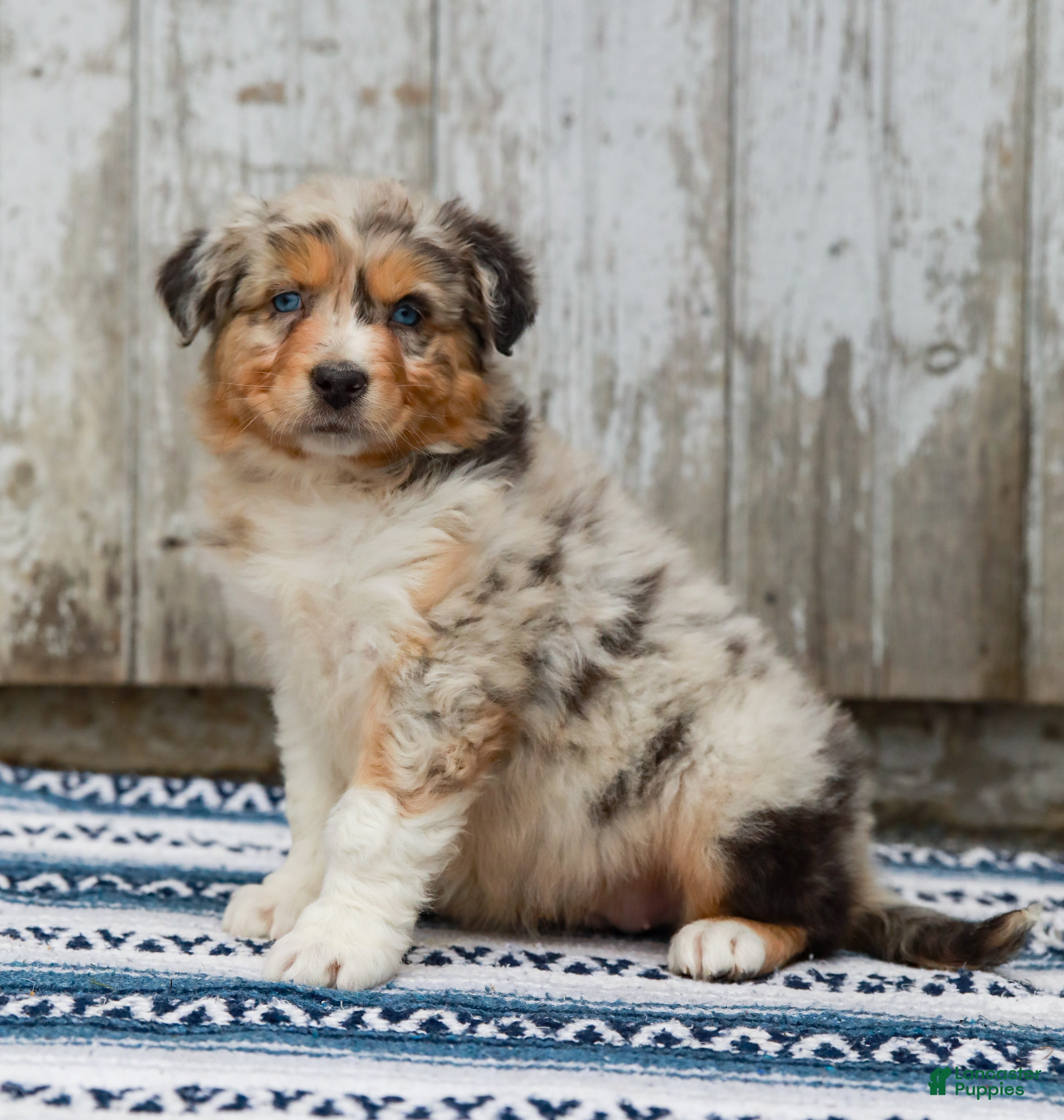 Australian Shepherd dogs Callie - Ad 2