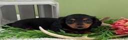 Miniature Dachshund dogs for sale: Jazzy - Ad 6