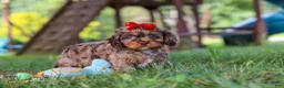 Cavapoo dogs for sale: Cocoa - Ad 4