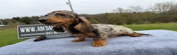 Miniature Dachshund dogs for sale: AKC Show Dapple- Russian - Ad 10