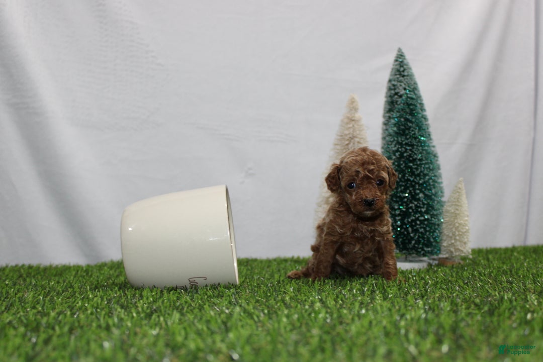 Toy Poodle dogs for sale: Ali - Ad 6