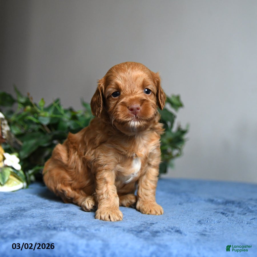 Cavapoo dogs Buddy - Ad 1