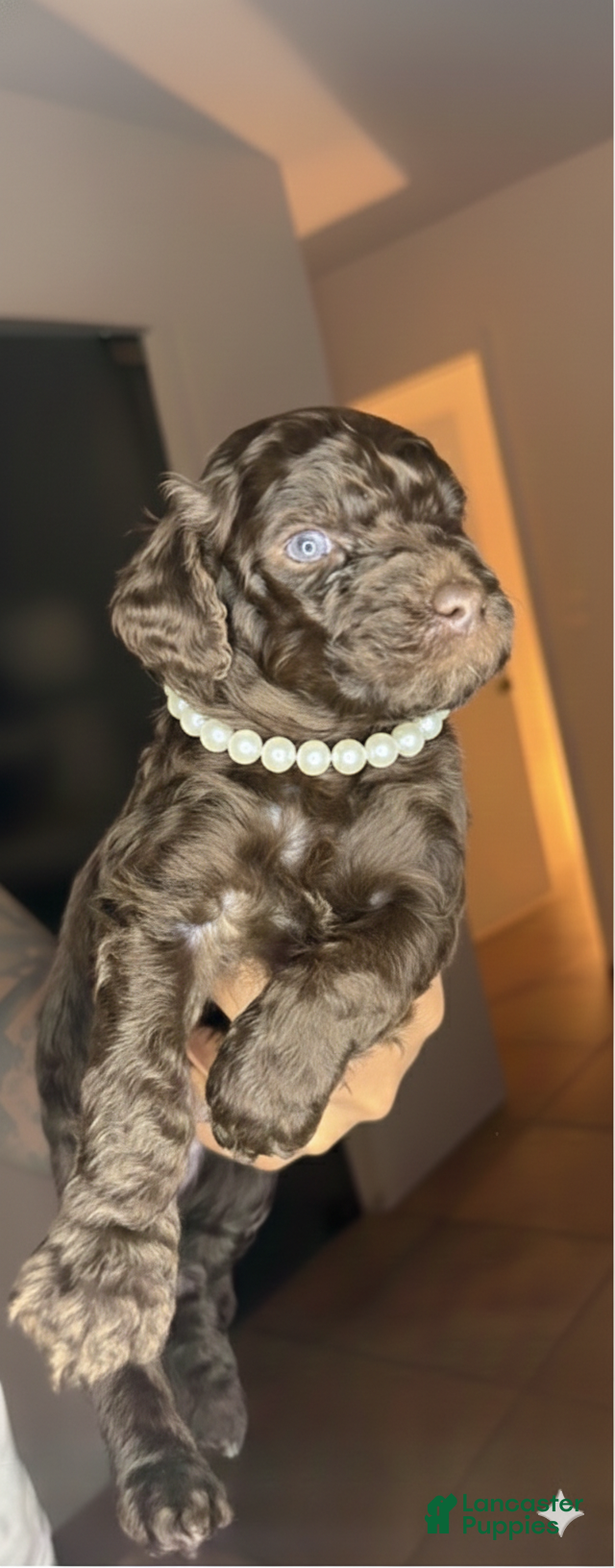 Goldendoodle dogs Goldendoodle Puppy 2 - Ad 1