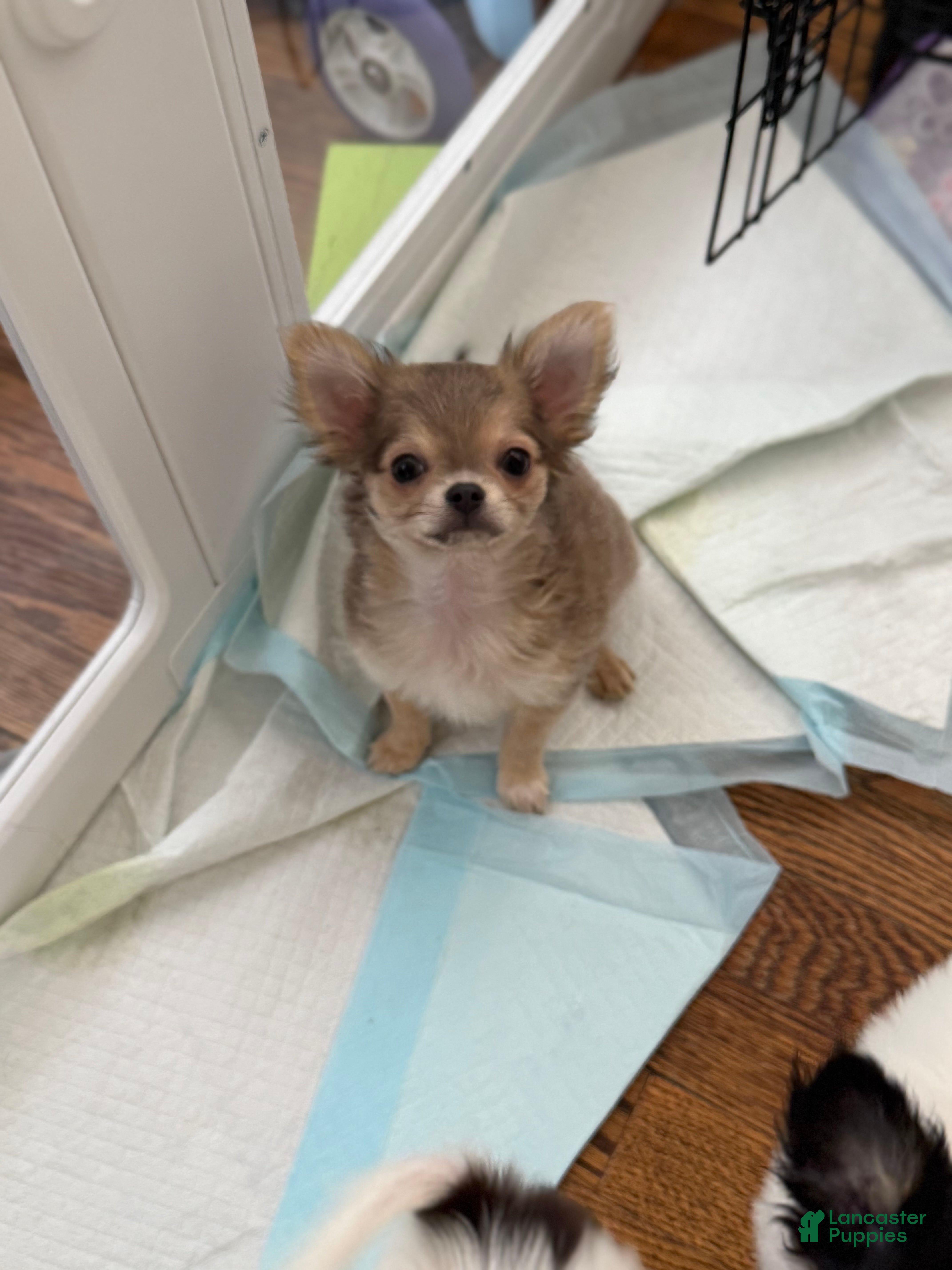 Chihuahua dogs Bruno AKC - Ad 2