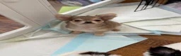 Chihuahua dogs for sale: Bruno AKC registered - Ad 1
