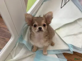 Chihuahua dogs for sale: Bruno AKC registered - Ad 1