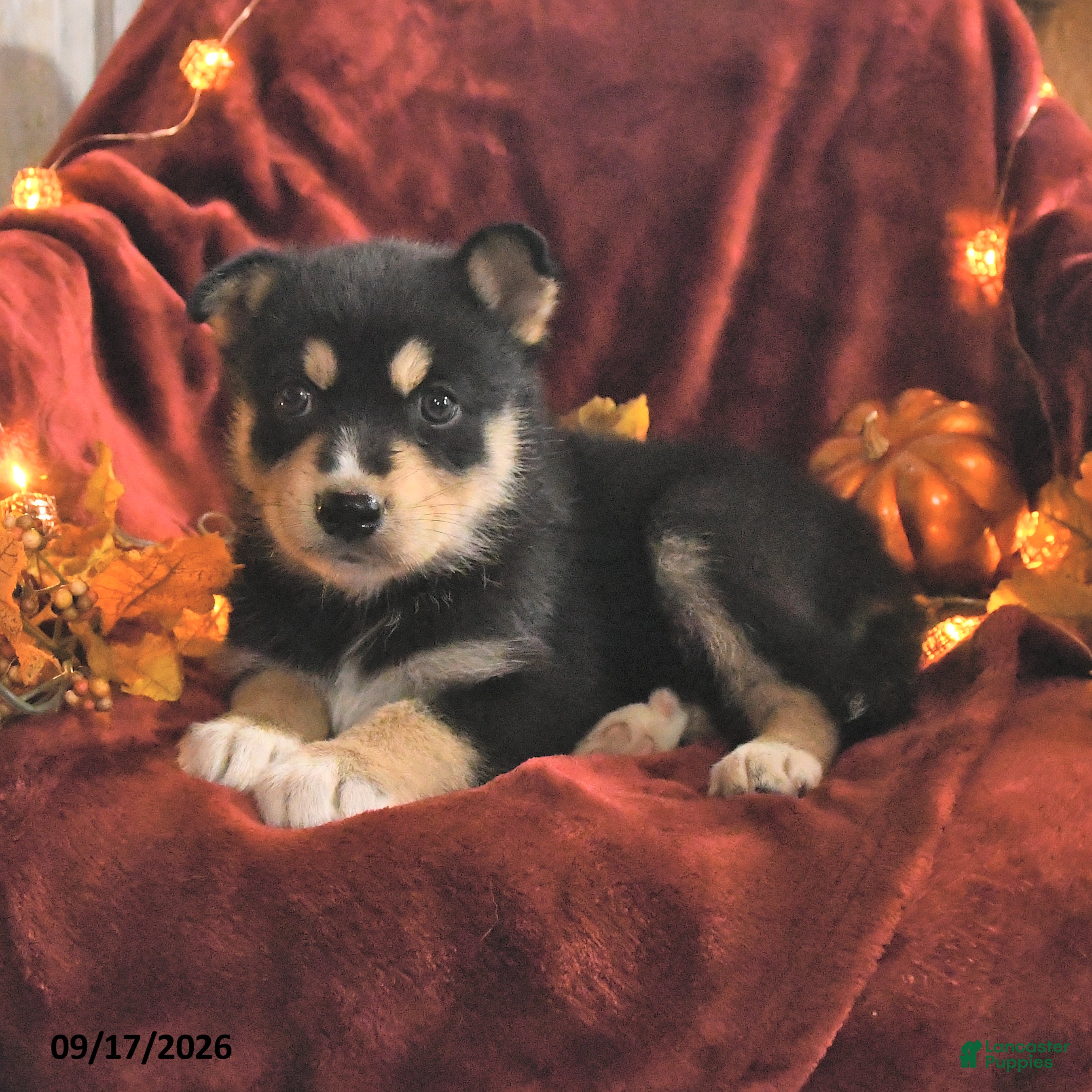 Mixed Breed dogs Paisley - Ad 2