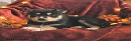 Mixed Breed dogs for sale: Paisley - Ad 2
