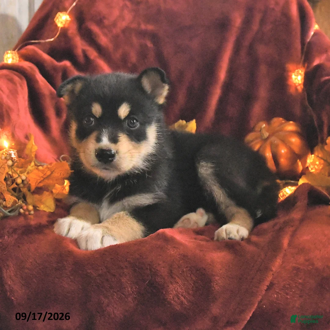 Mixed Breed dogs for sale: Paisley - Ad 2