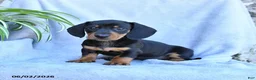 Miniature Dachshund dogs for sale: Benji - Ad 1