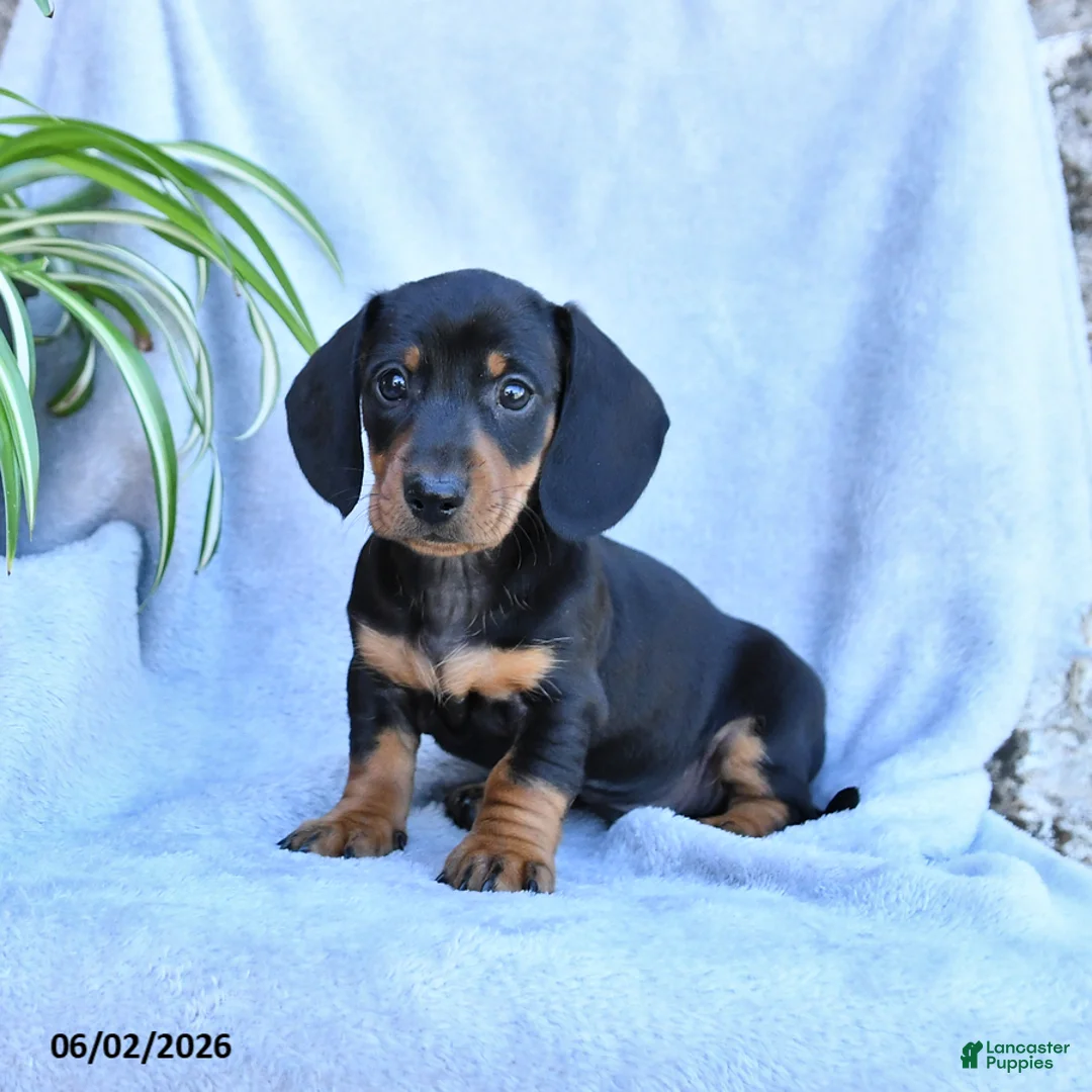 Miniature Dachshund dogs for sale: Benji - Ad 1