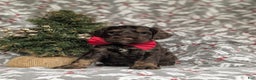 Cockapoo dogs for sale: Ashton Chocolate - Ad 3