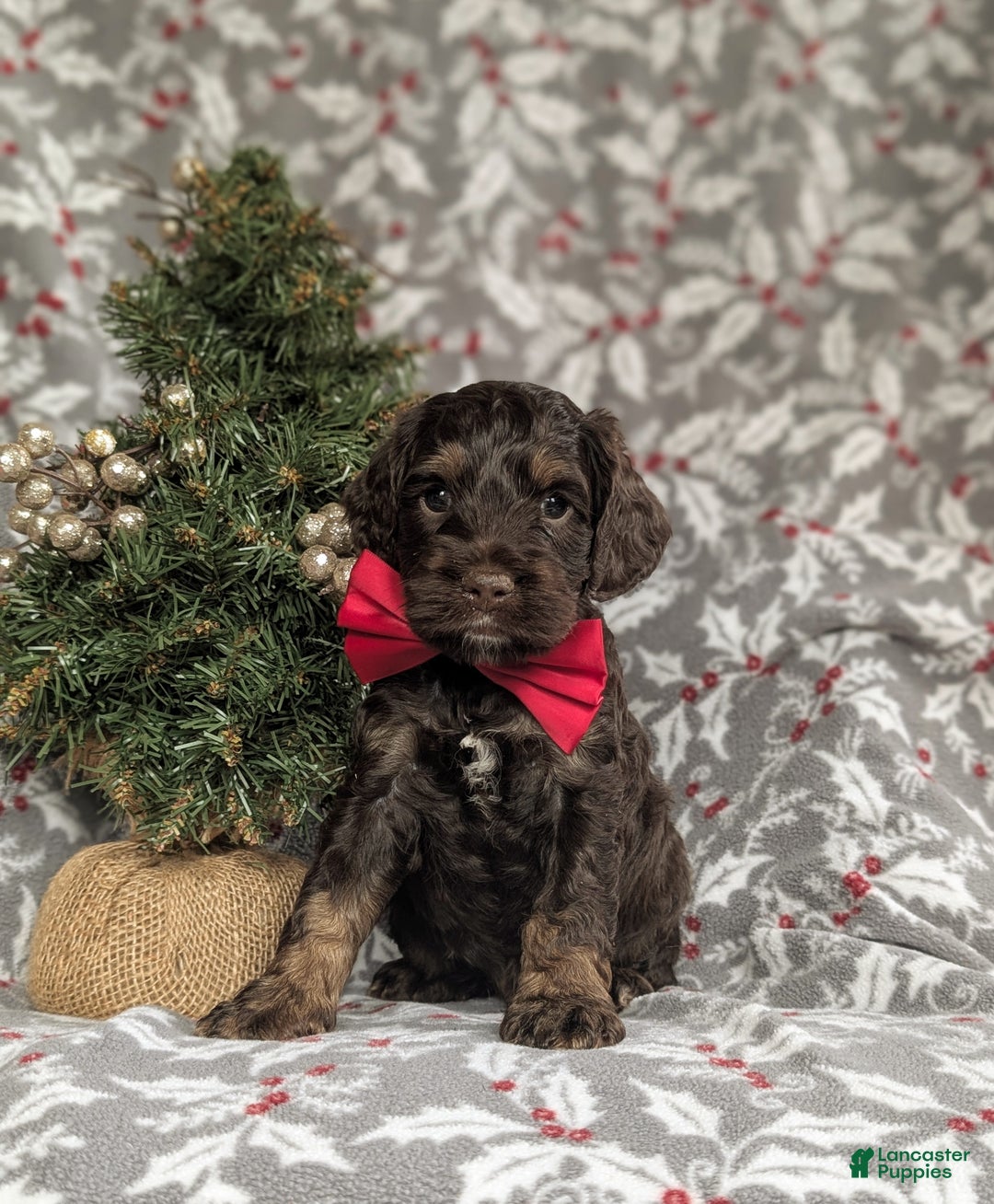 Cockapoo dogs for sale: Ashton Chocolate - Ad 3