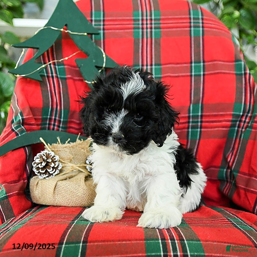 Cockapoo dogs Scooter - Ad 6