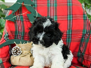 Cockapoo dogs Scooter - Ad 12