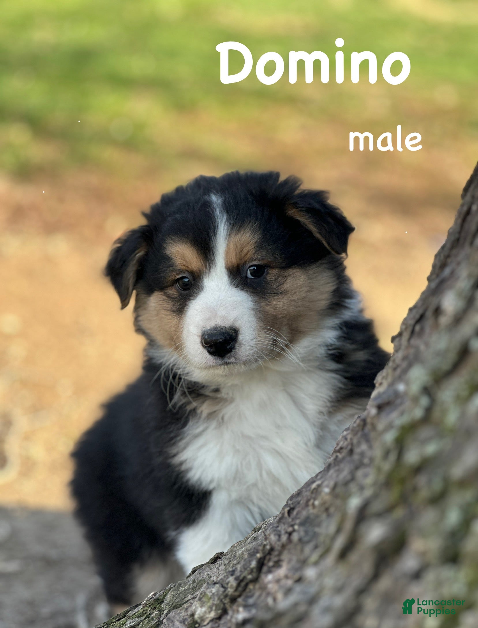 Australian Shepherd dogs Domino - Ad 12