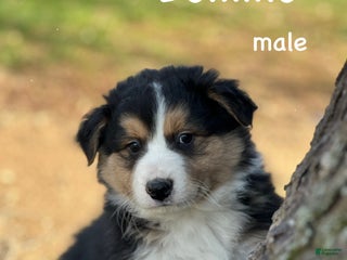 Australian Shepherd dogs Domino - Ad 9