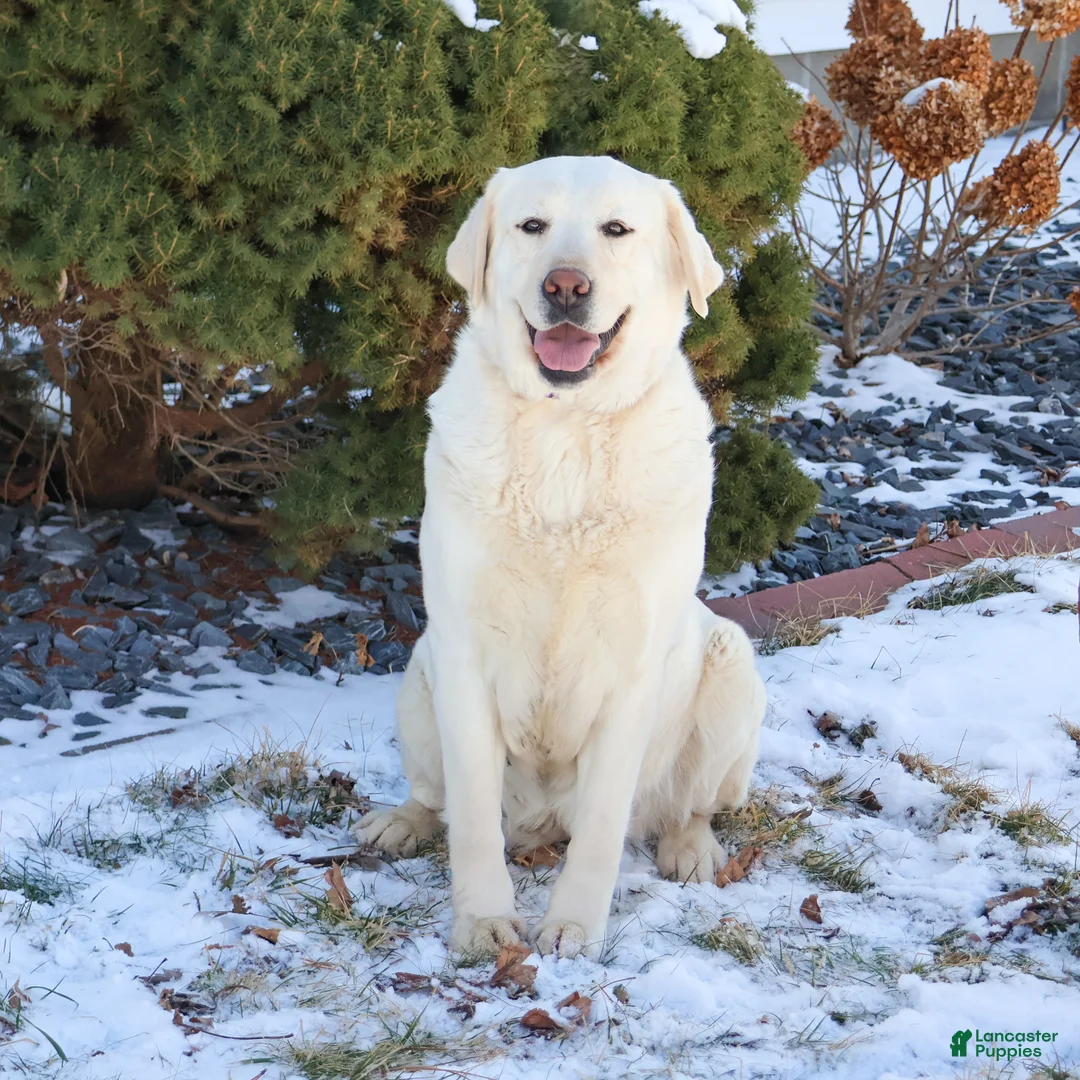 Labrador Retriever dogs for sale: Elsie  - Ad 2