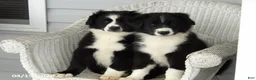 Australian Shepherd dogs for sale: Banjo - Ad 11