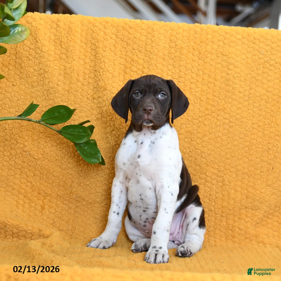 German Shorthaired Pointer dogs for sale: Brandy - Ad 4