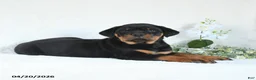 Rottweiler dogs for sale: Chase - Ad 3