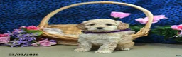 Cockapoo dogs for sale: Fluffy - Ad 4