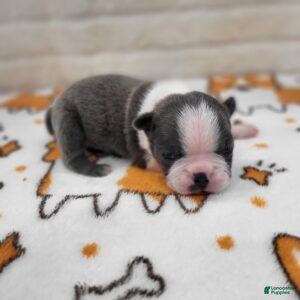 Boston Terrier dogs for sale: Male 3 - Ad 1