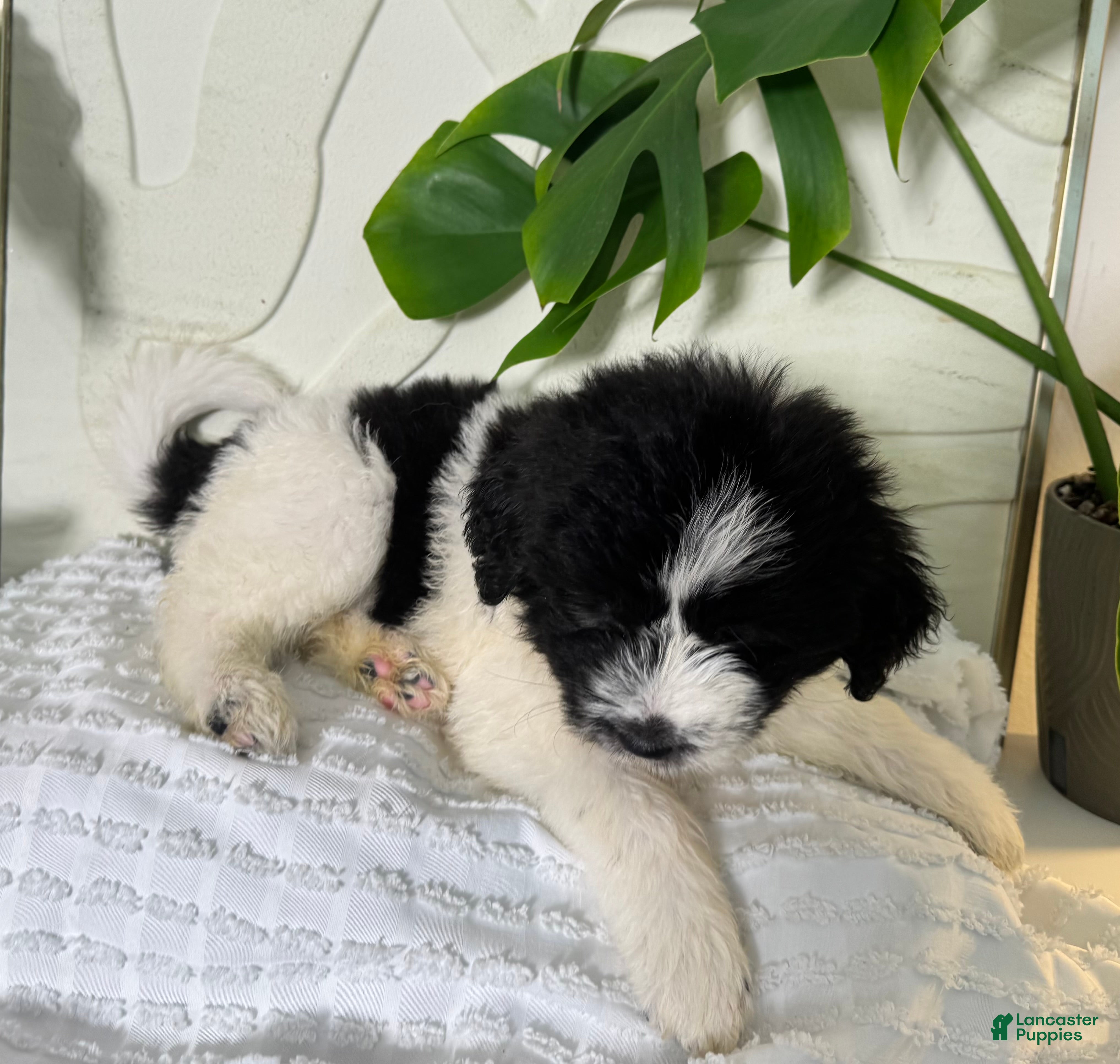 Mixed Breed dogs Mixed Breed Puppy 6 - Ad 24