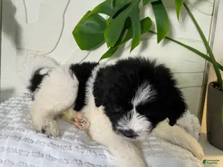 Mixed Breed dogs Mixed Breed Puppy 6 - Ad 24