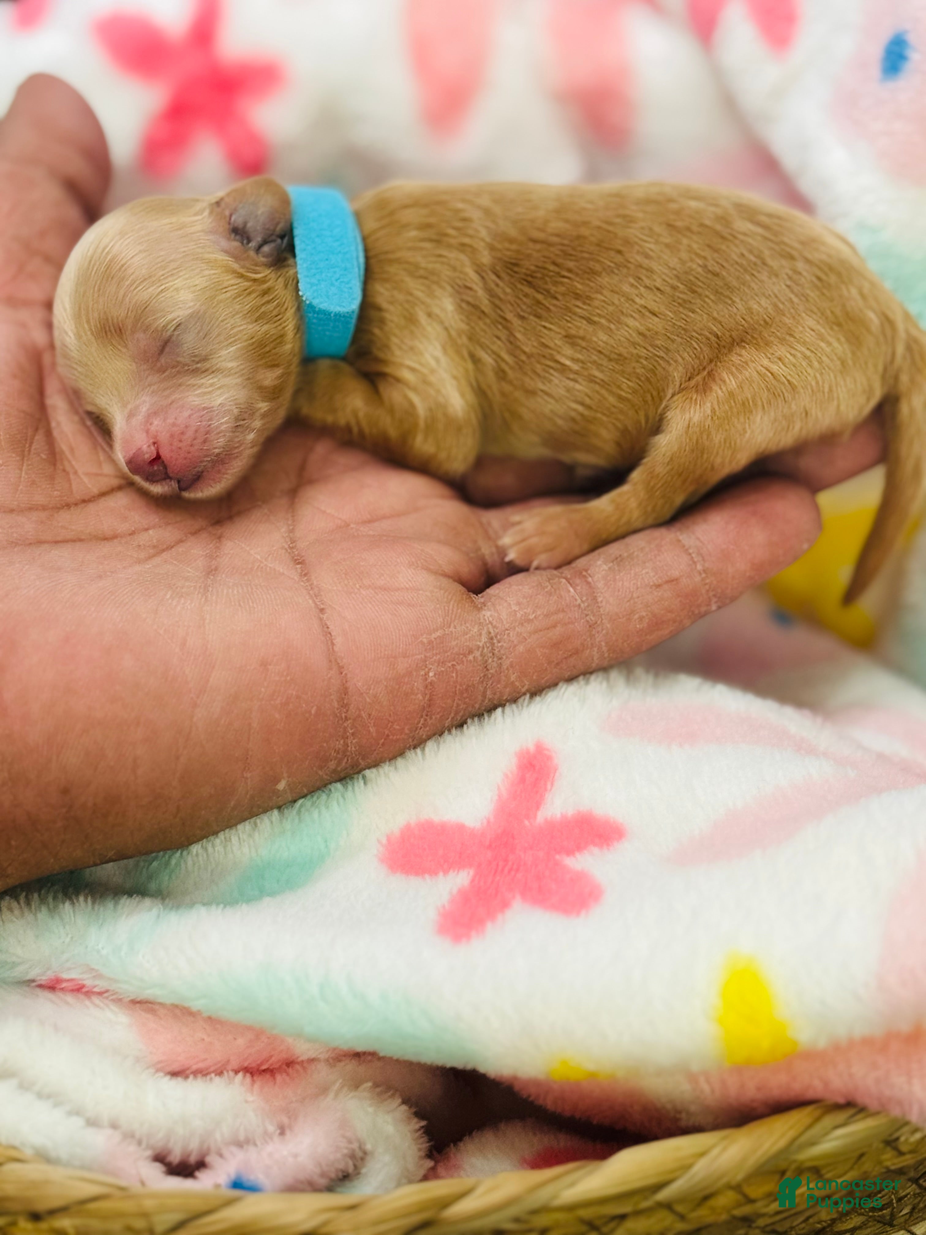 Shihpoo dogs Shihpoo Puppy 1 Blue  - Ad 1