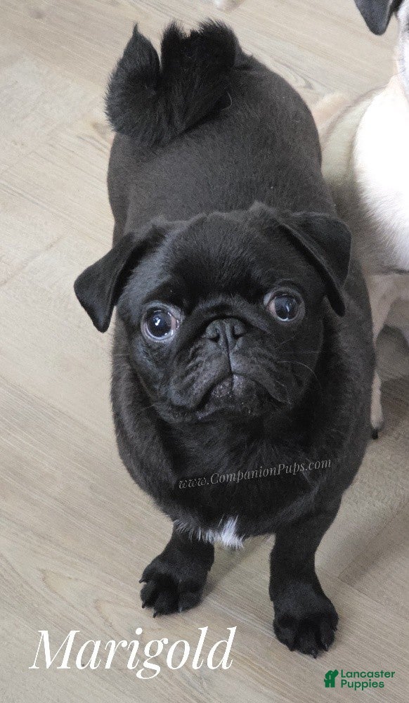Pug dogs Ready for Family Fun - Vax Done - Marigold - Ad 1