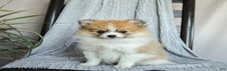 Pomeranian dogs for sale: Fluffy - Ad 1