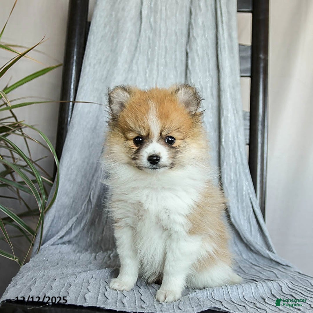 Pomeranian dogs for sale: Fluffy - Ad 1