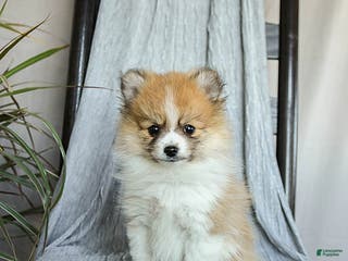 Pomeranian dogs Fluffy - Ad 34