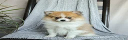 Pomeranian dogs for sale: Fluffy - Ad 1