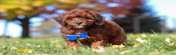 Miniature Poodle dogs for sale: Green Bean - Ad 1