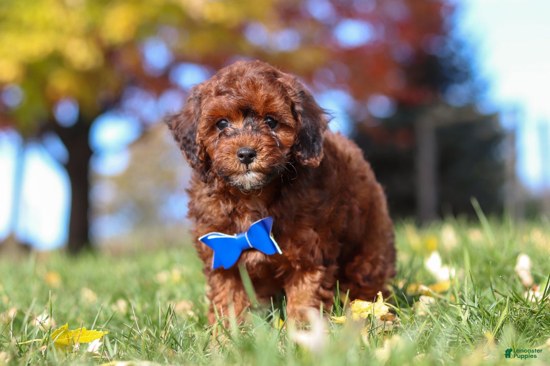 Miniature Poodle dogs for sale: Green Bean - Ad 1