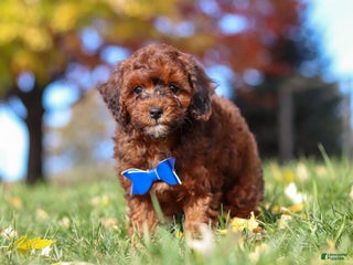 Miniature Poodle dogs Green Bean - Ad 1