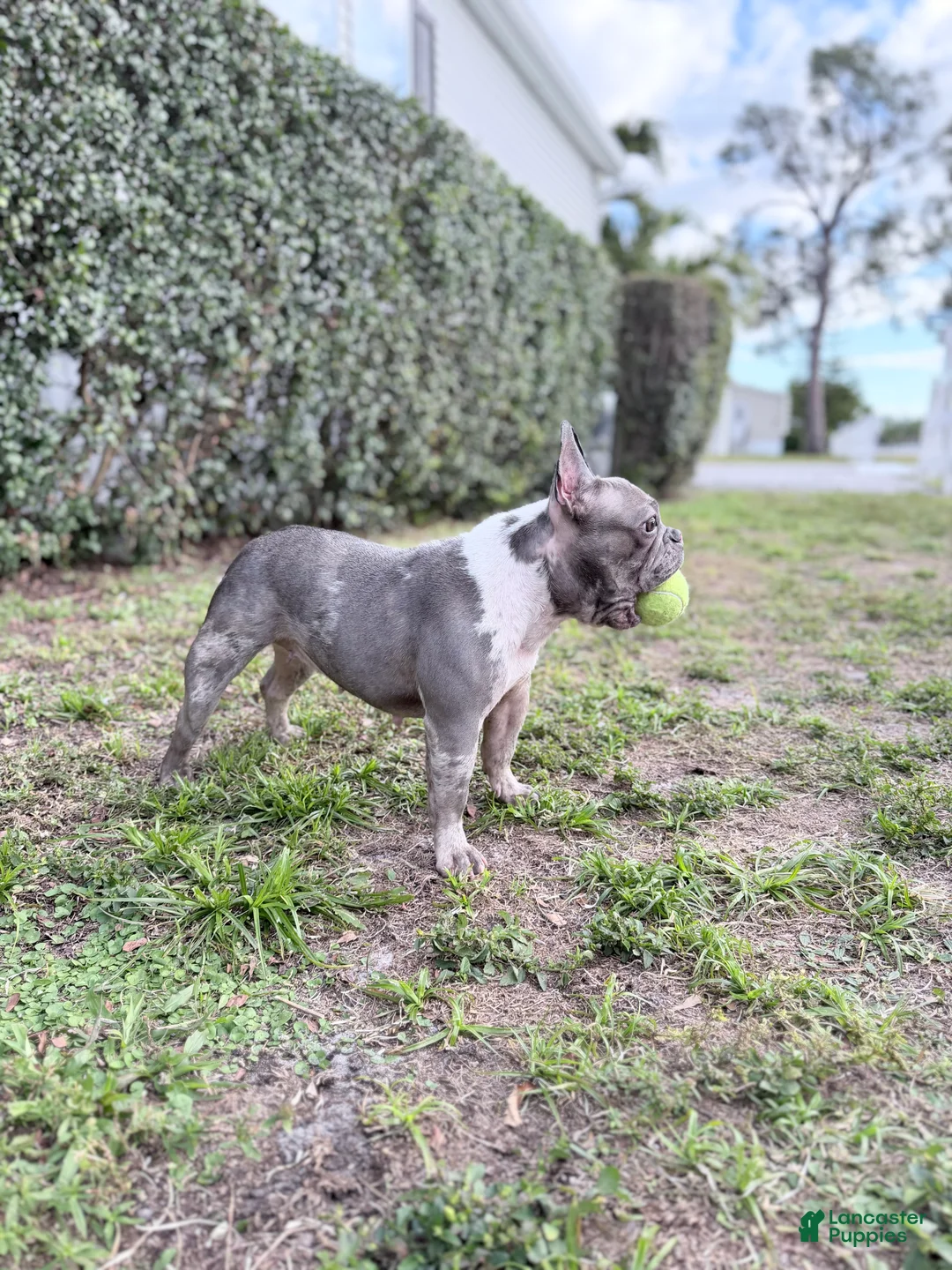 French Bulldog dogs for sale: Stormi - Ad 6